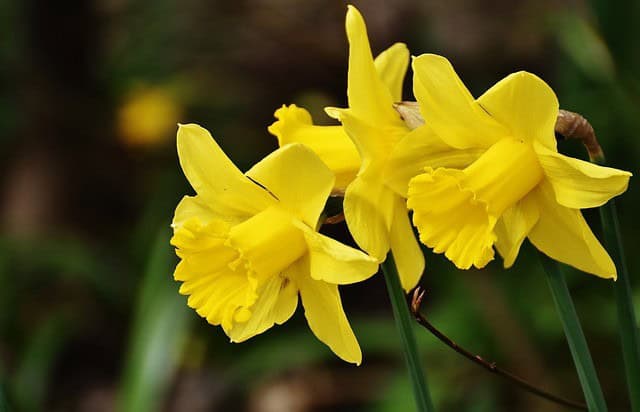 Yellow Daffodil