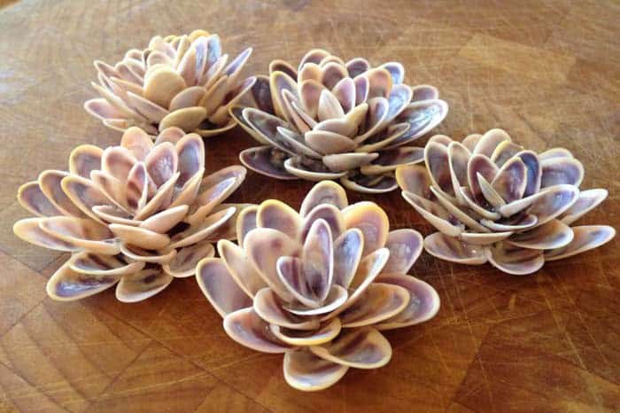 Make Stunning Succulent Arrangements from Seashells