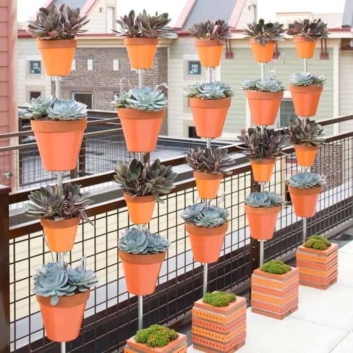 Impress Guests with a Stunning Succulent Garden