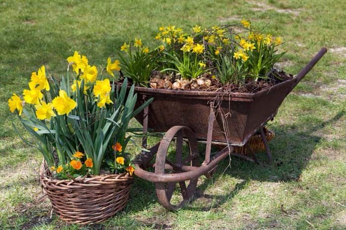 Yellow Blooms Shine in Old Brown Wheelbarrows