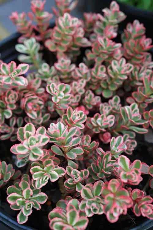 Tricolor Stonecrop