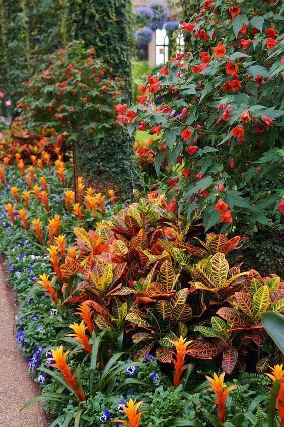 Crotons Used in Floral Landscaping