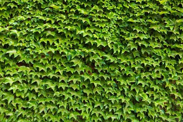 Classic Climbing English Ivy