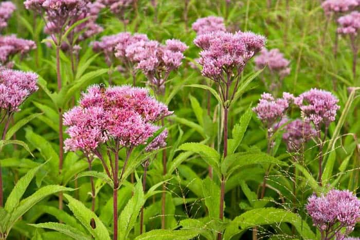 Joe Pye Weed ( Eupatorium Maculatum )