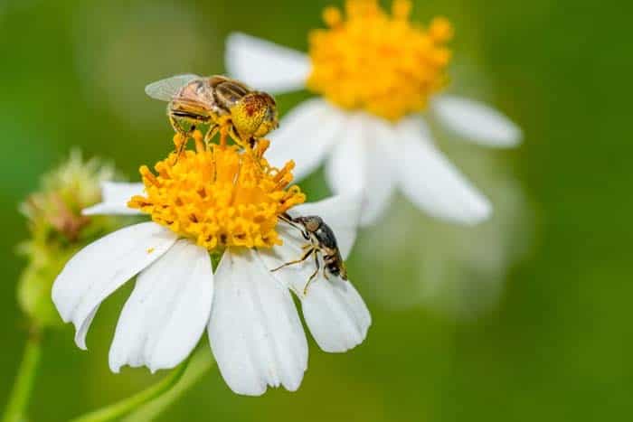 Spanish Needles ( Bidens )