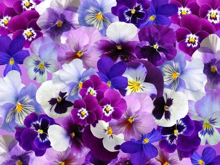 Pansies and Violets