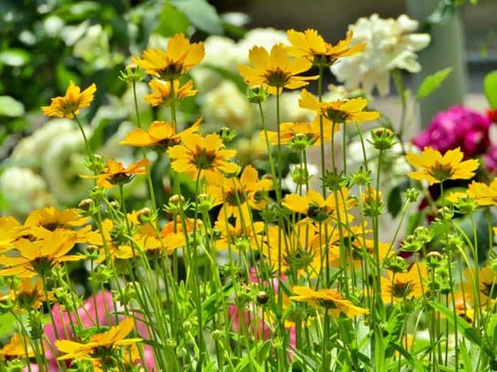 Tickseed (Coreopsis sp)