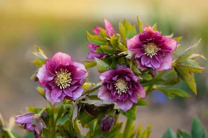 Hellebore (Helleborus spp.)