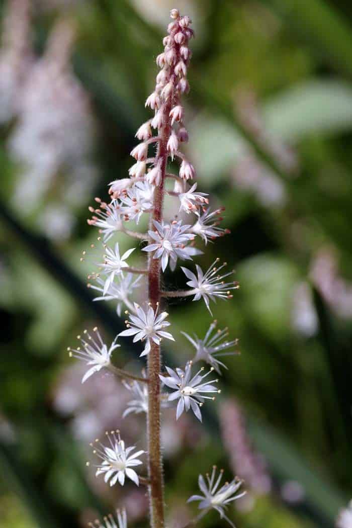 Foam Flower