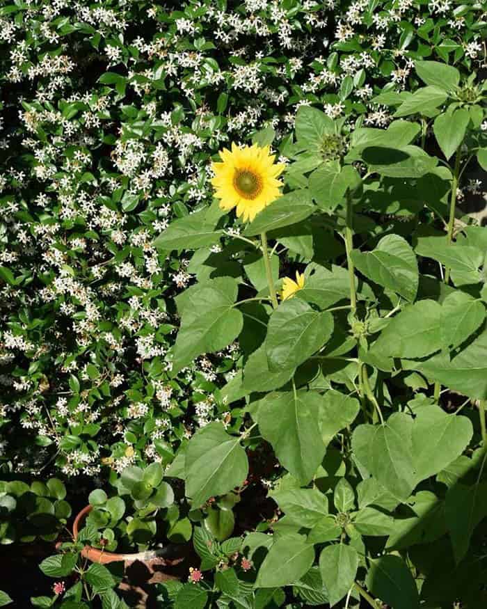 Border Hedges With Tall Sunflowers