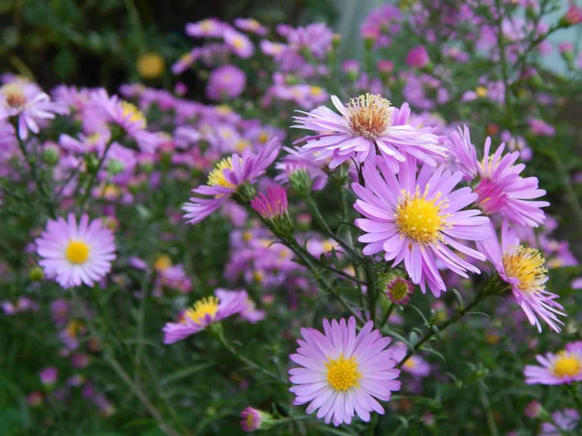 Aster