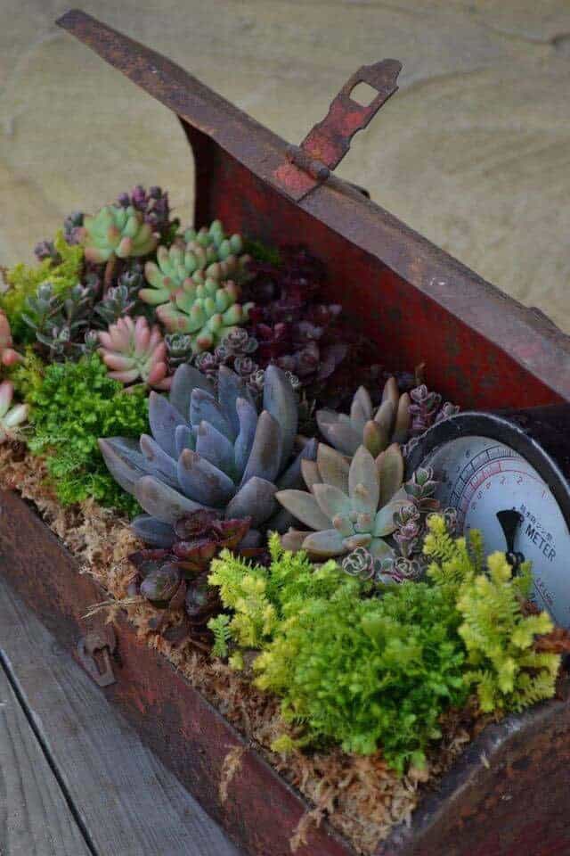 Upcycle an Old Metal Toolbox into a Succulent Garden