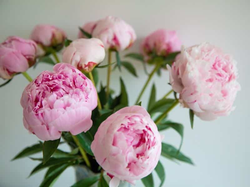 Peony