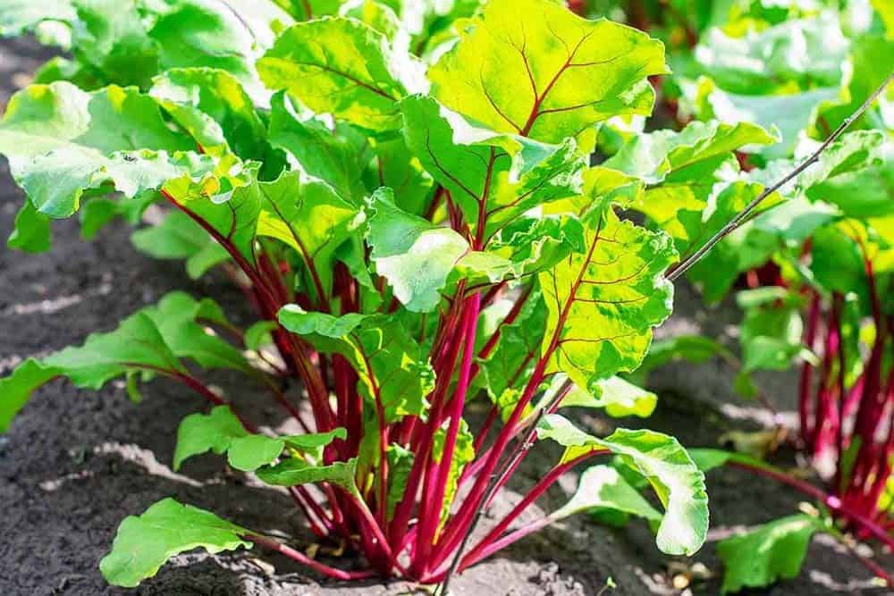 Beet Greens