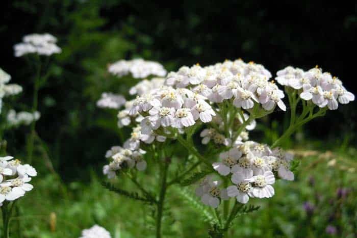 White Yarrow