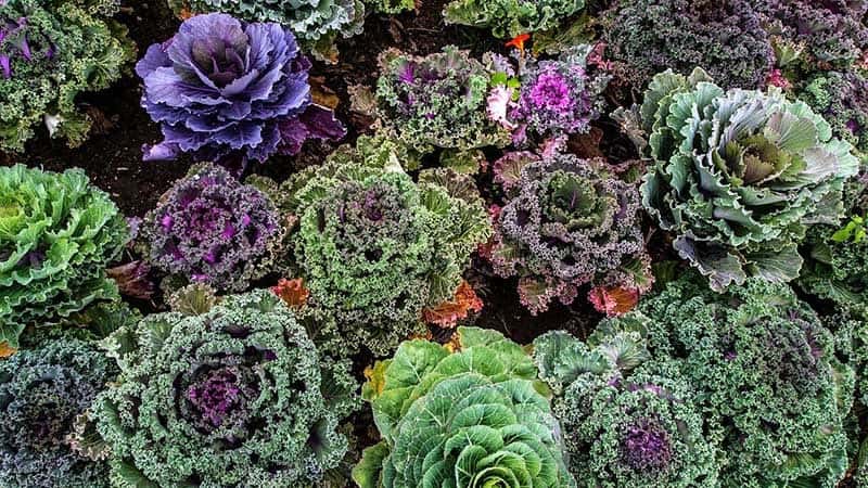 Colorful Kale