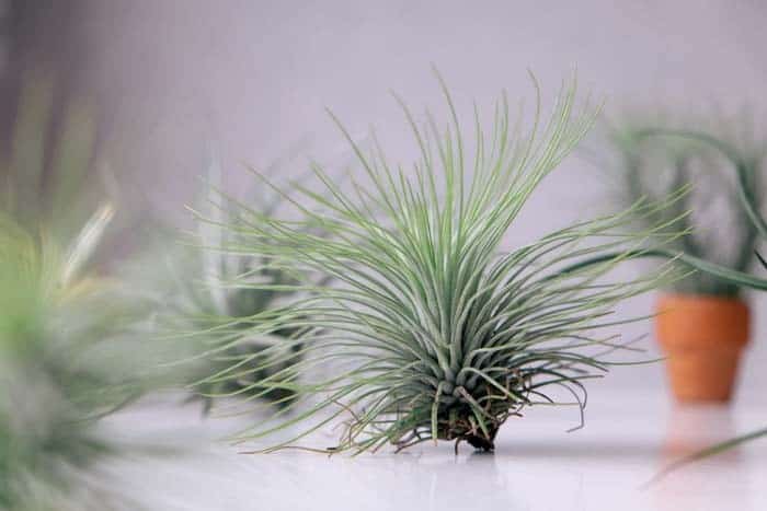 Establish Air Plants with a Banana Peel