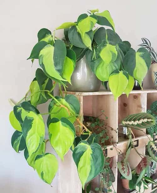 Heartleaf Philodendron