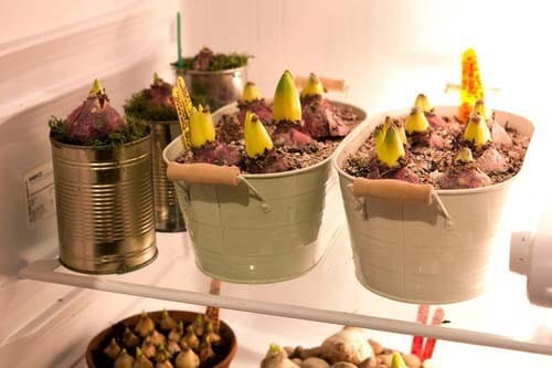 Chill Your Tulip Bulbs in the Fridge