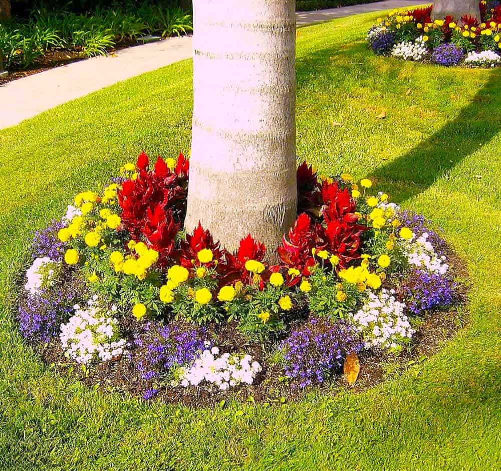 Tree Ring Garden