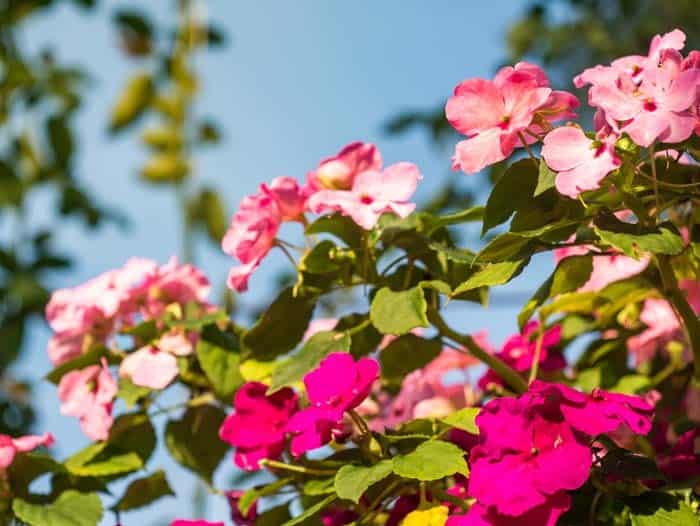 Impatiens Flowers