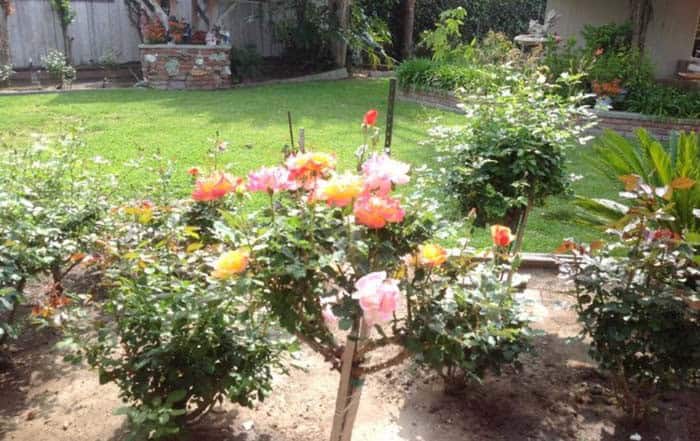 Add Roses To An Existing Garden