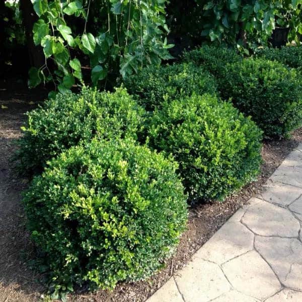 Winter Gem Boxwood