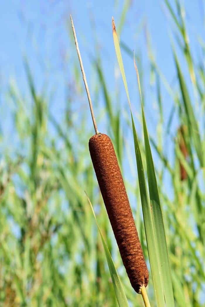 Cattail