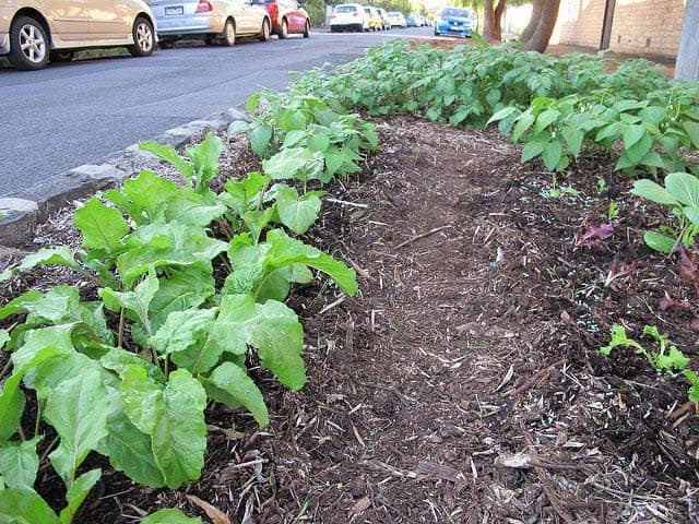 Guerrilla Gardeners: Fighting Neglect