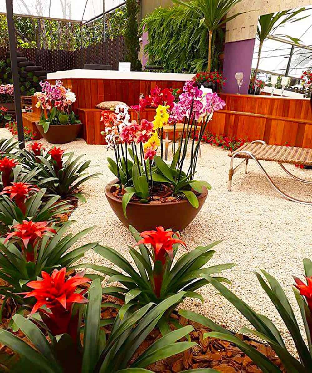 Orchid Patio Display