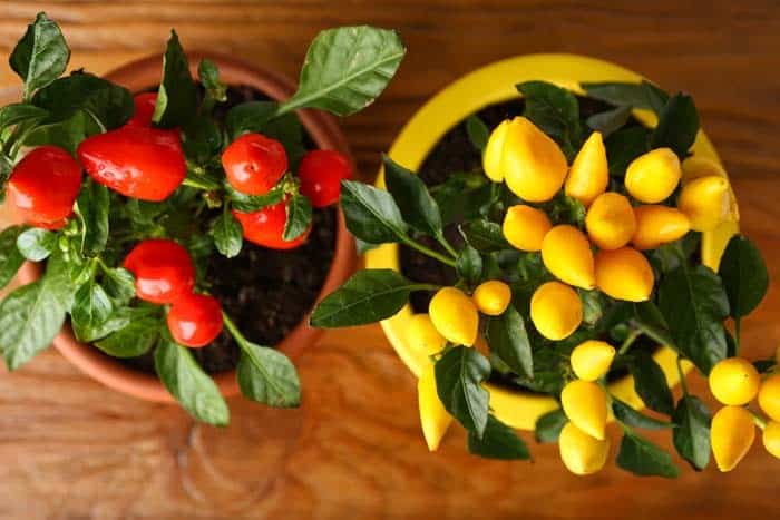 Peppers and Chillies