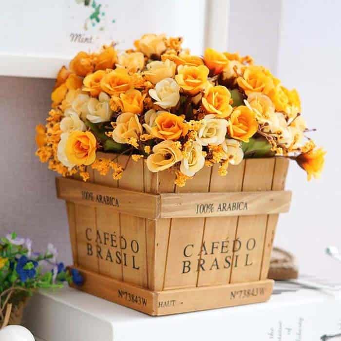 Creamsicle Colored Blooms Liven Up Any Area