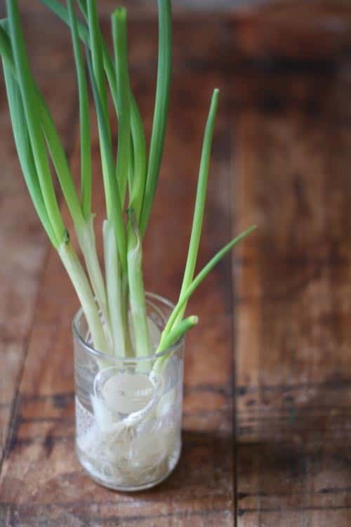 A mini scallions garden!