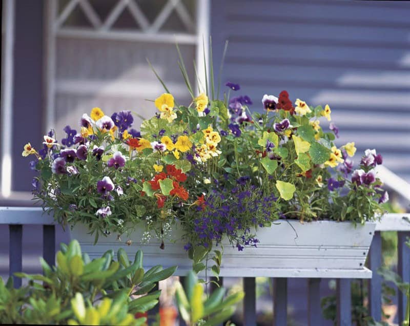 Window Box Planter To Complement The Siding