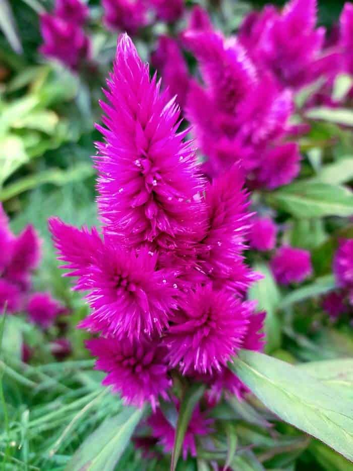 Celosia