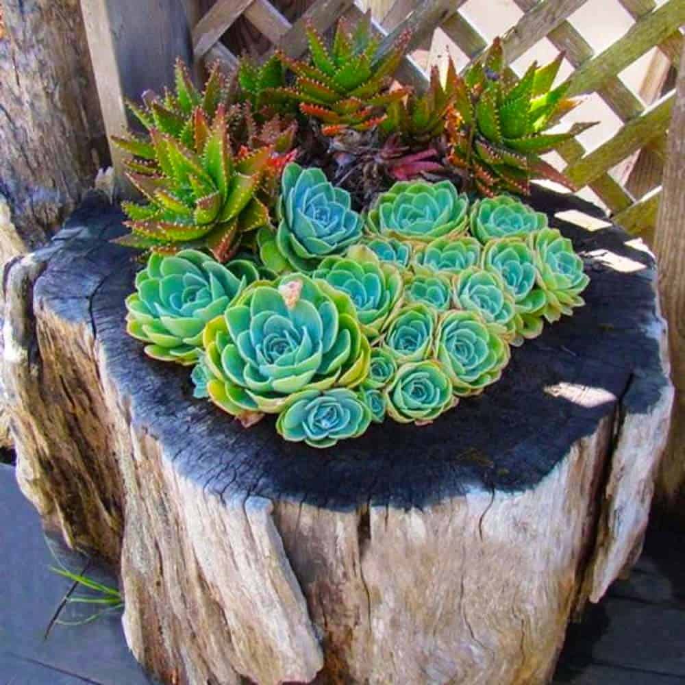 Succulent Stump Arrangement