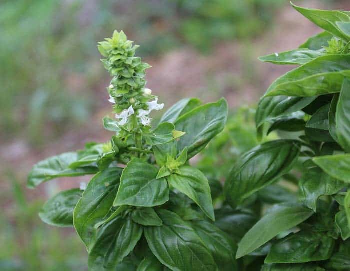 Lime Basil