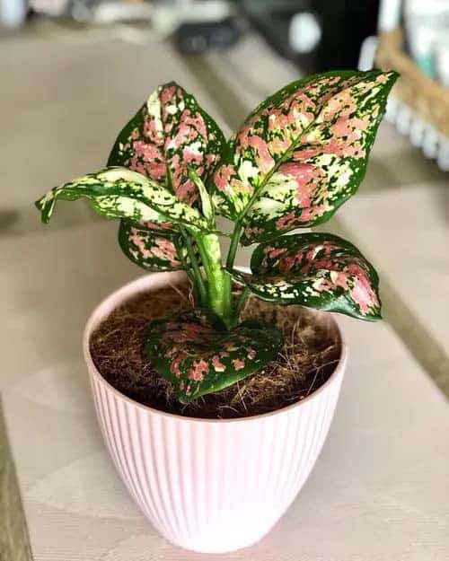 Chinese Evergreen Tricolor