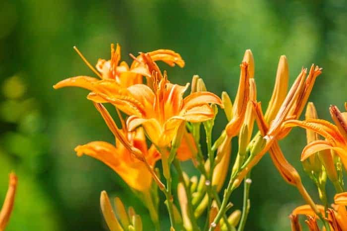 Stella De Oro Daylily