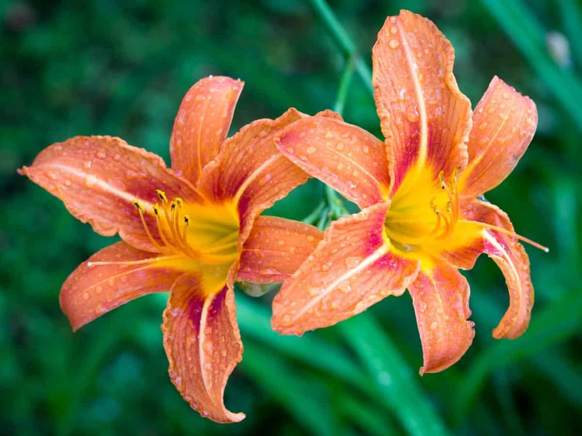 Daylily