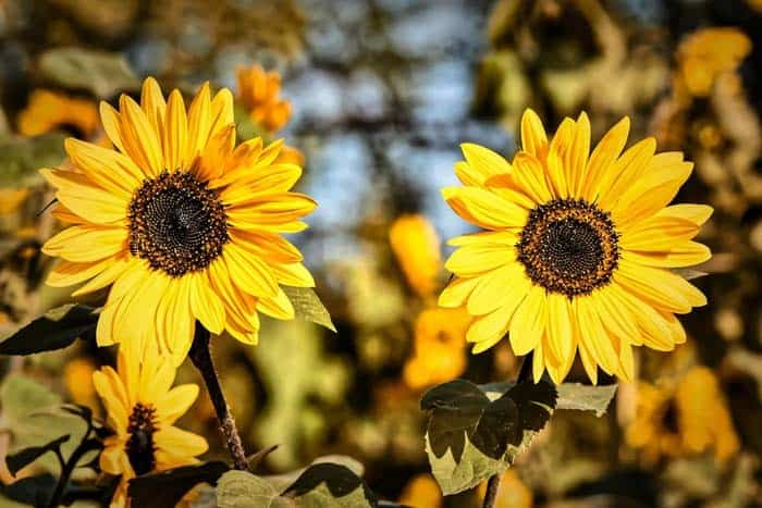 Sunflowers (Helianthus)