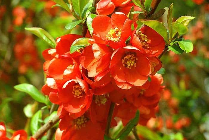 Flowering Quince (Chaenomeles speciosa)