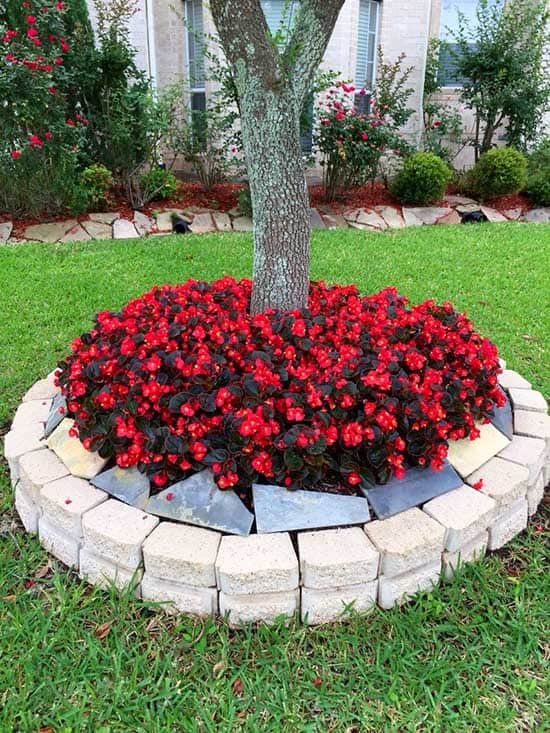 Stunning Round Raised Flower Bed with Red Begonias