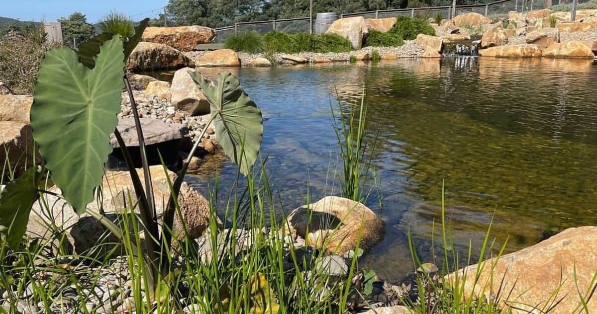 A Waterfall And A Pond